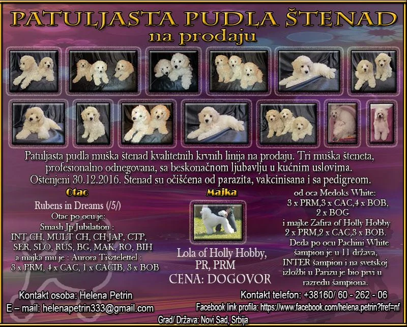 Patuljasta pudla štenad na prodaju
