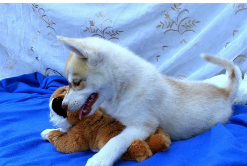 Sibirski haski i samojed stenci na prodaju