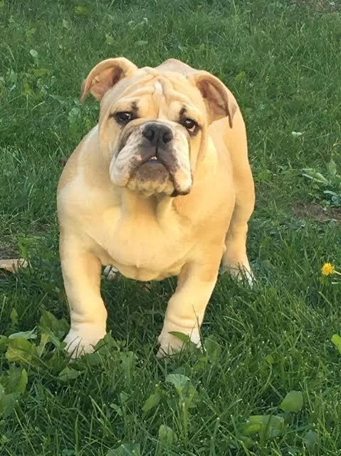Engleski Buldog, izuzetne krvne linije