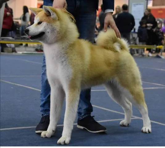 Poklanjam ženku Akita Inu