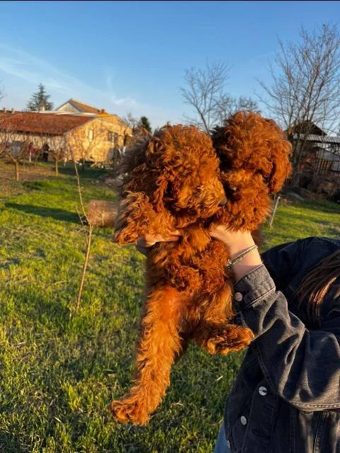 Mini pudle crvene boje