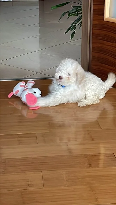Lagotto romagnolo