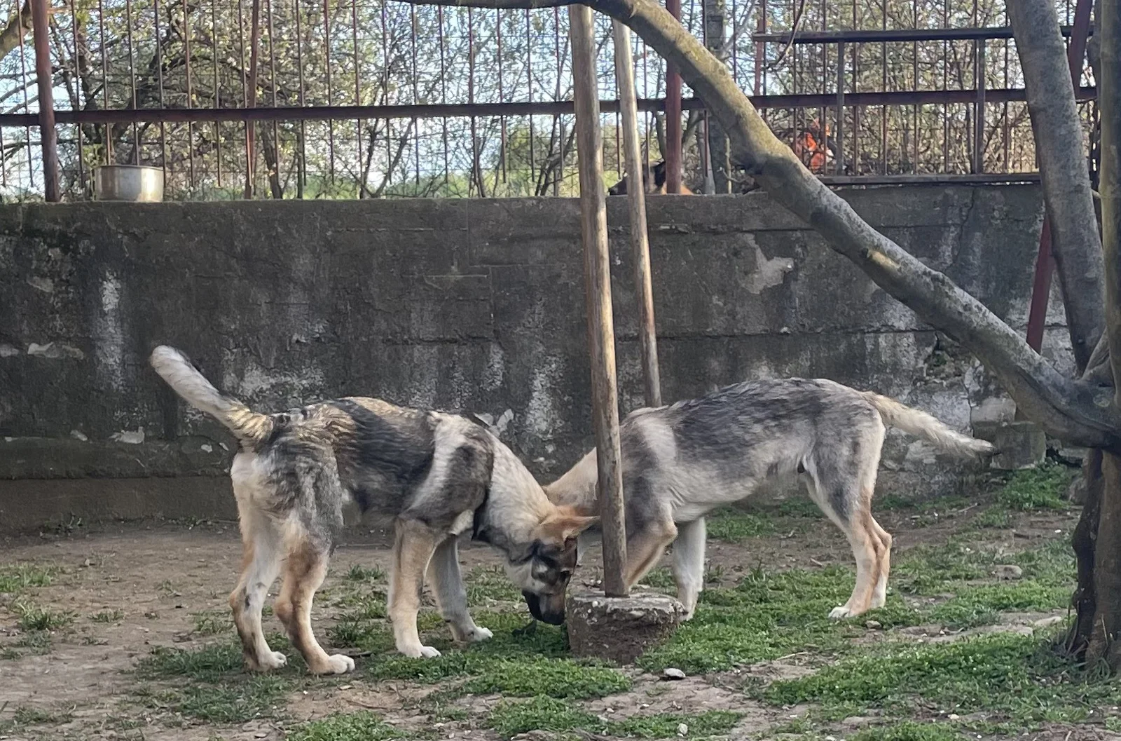 Čehoslovački vučiji pas - štenci na prodaju