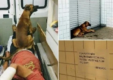 Куче со денови го чека болниот сопственик пред болница