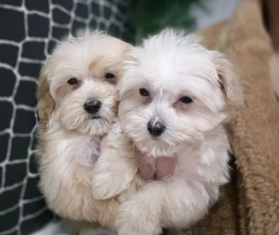 Maltipoo štenci
