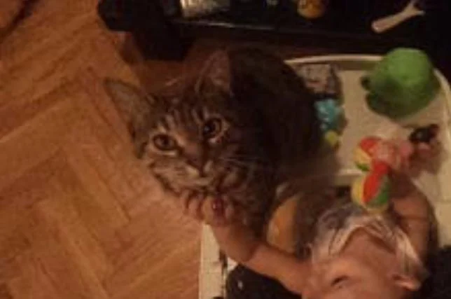 Izgubena e macka bengalka