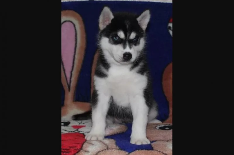 Sibirski haski i samojed stenci na prodaju