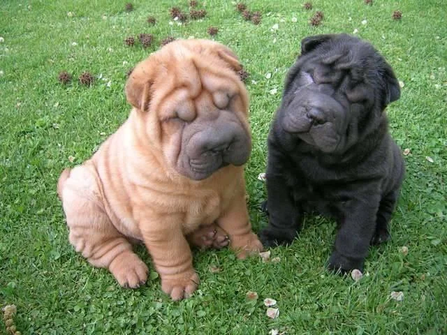 Shar pei i šiba inu stenci na prodaju