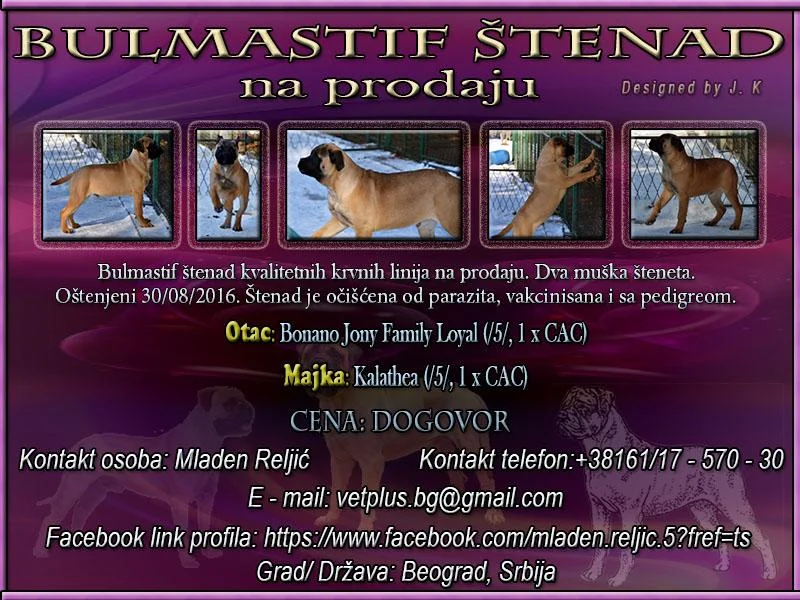Bulmastif štenad na prodaju
