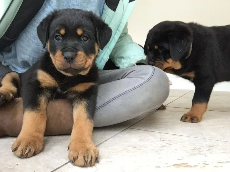 Rotvajler i doberman stenci na prodaju