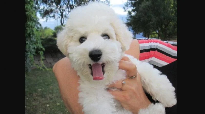 Bichon i bolonjezer stenci na prodaju