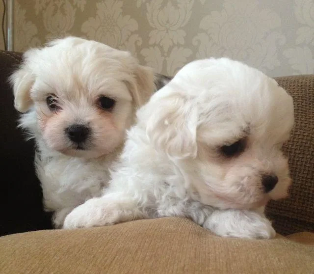 Bichon i bolonjezer stenci na prodaju