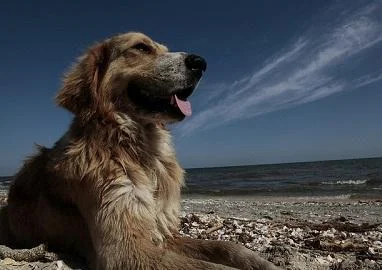 Неколку работи кои секое куче мора да ги направи