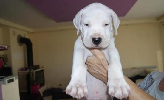 Dogo argentino i bulterijer stenci na prodaju