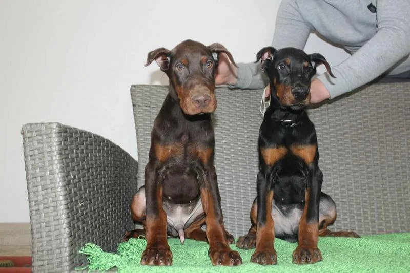 Doberman stenci na prodaju