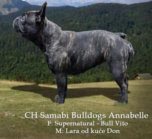 Francuski buldog štenad šampionskog porekla