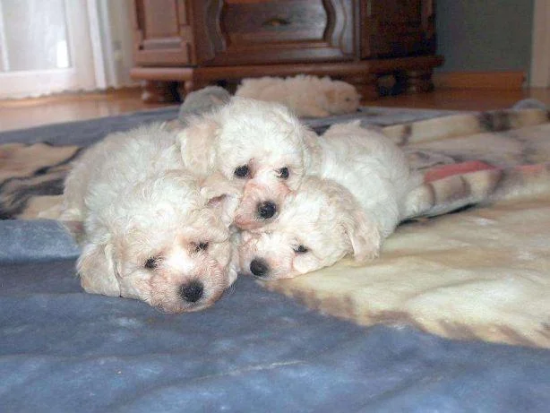 Bichon i bolonjezer stenci na prodaju