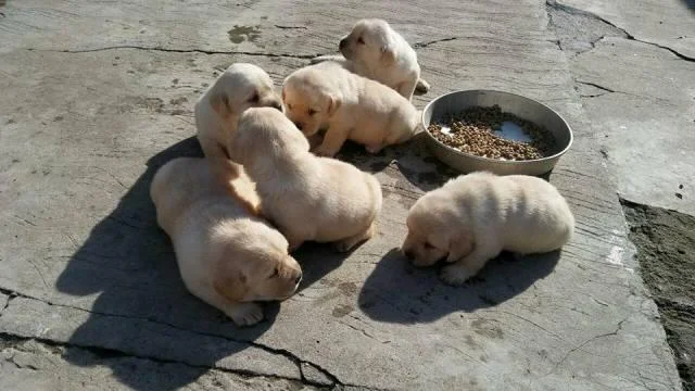 Labrador, stenci