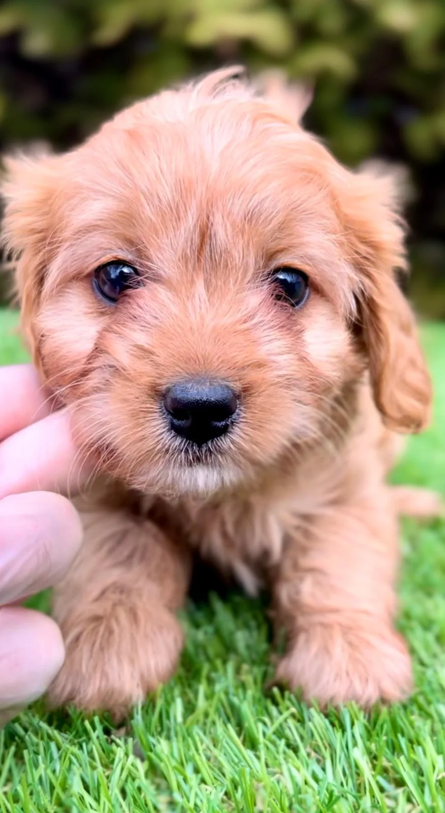 Cavapoo- kavapoo (cavalier toy pudla)