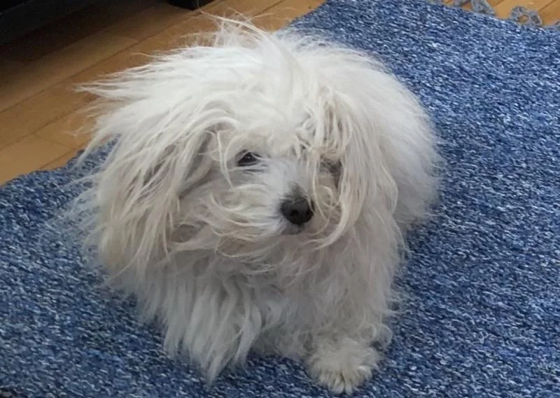 Mажјак Coton De Tulear бара женка за парење