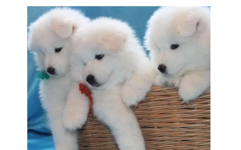 Samojed i sibirski haski stenci na prodaju