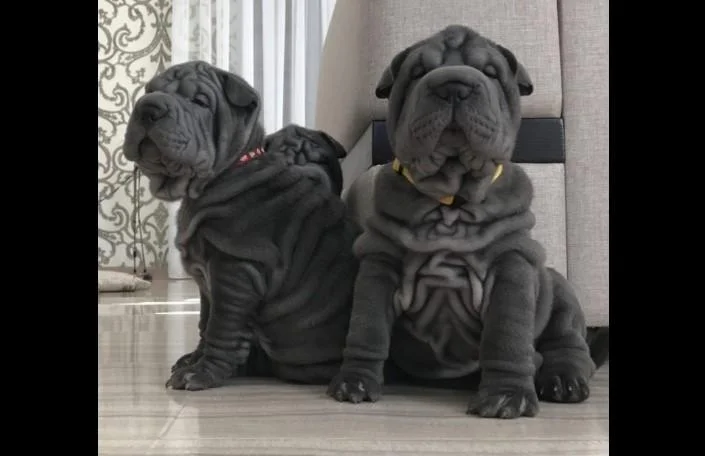 Shar pei i šiba inu stenci na prodaju