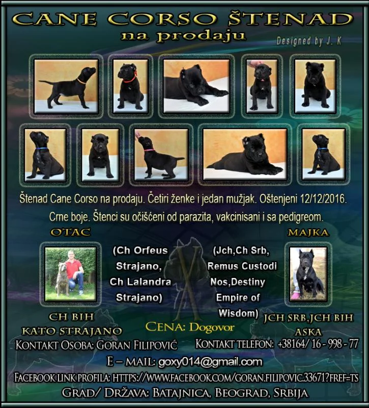 Cane Corso štenad na prodaju