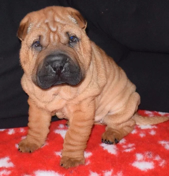 Shar pei i šiba inu stenci na prodaju