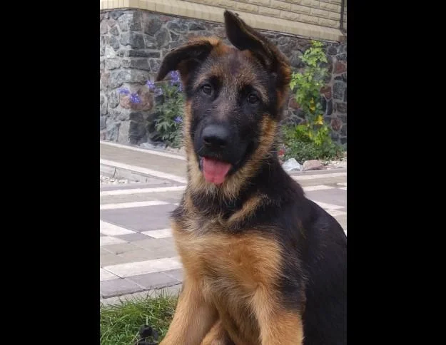 Nemacki ovcar i šarplaninac stenci na prodaju