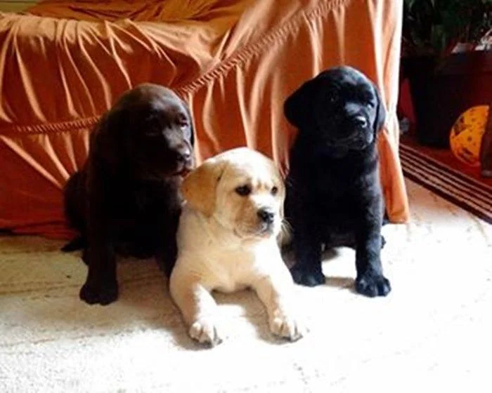 Labrador retriver