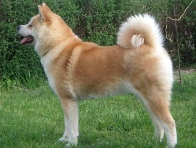 Akita Inu, stenci
