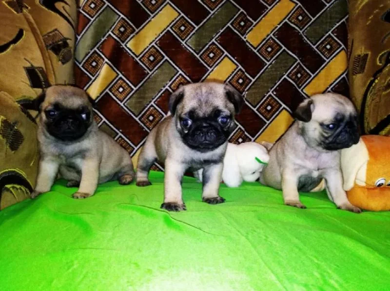 Mops i kavalirski španijel stenci na prodaju