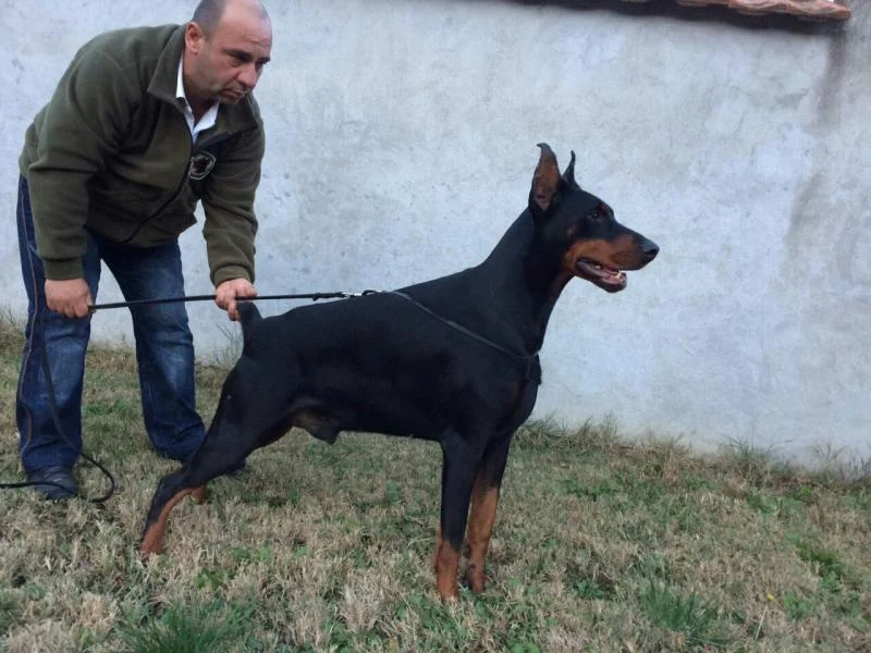 Doberman štene