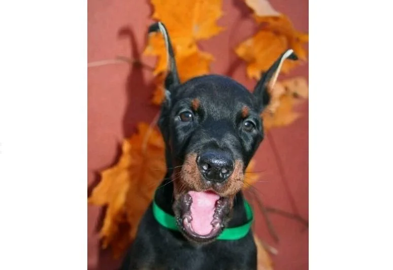 Doberman i rotvajler stenci na prodaju
