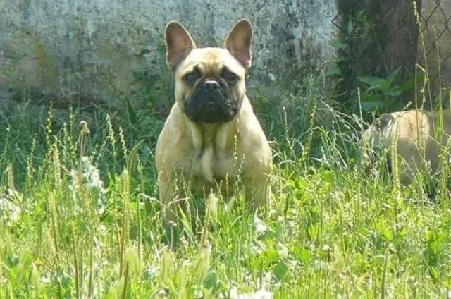 Francuski buldog