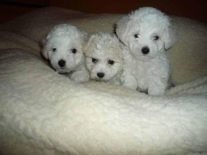 Bichon i bolonjezer stenci na prodaju