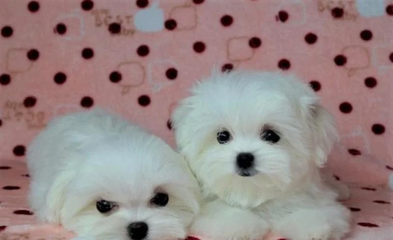 Bichon i bolonjezer stenci na prodaju