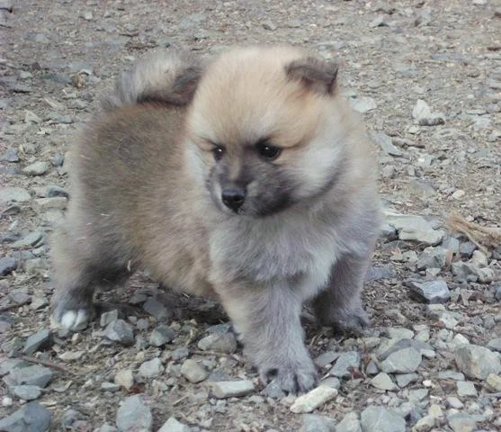 Pomeranski tip spica