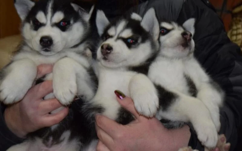 Sibirski haski i samojed stenci na prodaju