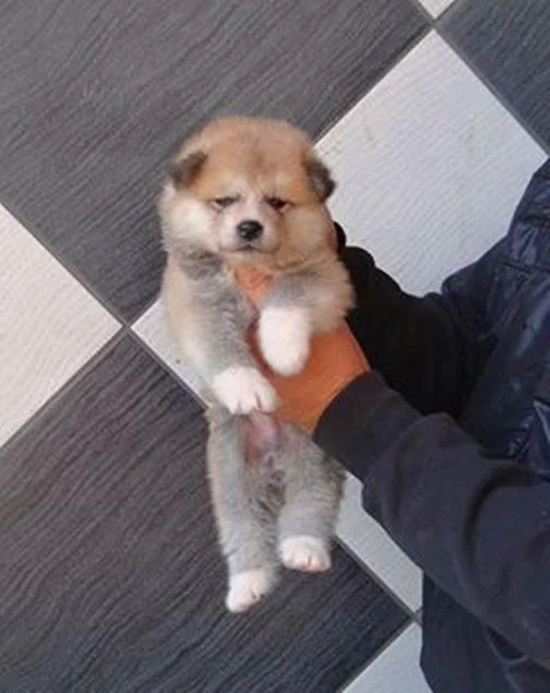 Akita inu