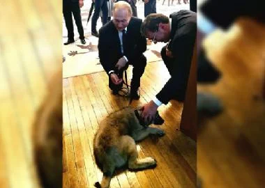 Шарпланинецот Паша сепак остана во Белград – Путин го одби подарокот