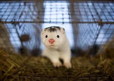 Чешка забрани одгледување на животни за крзно