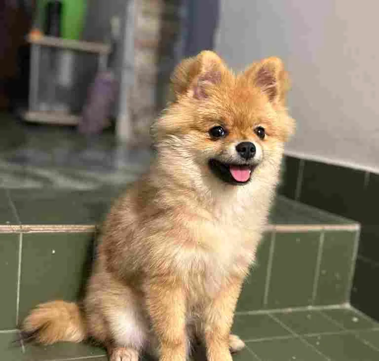 Pomeranian