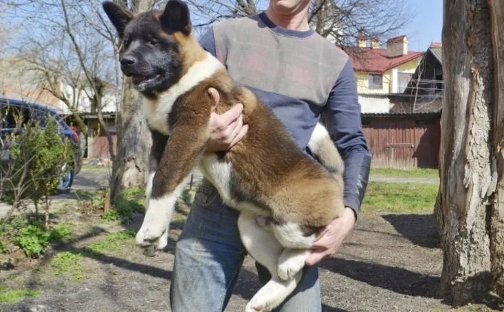 Akita inu i aljaski malamut stenci na prodaju