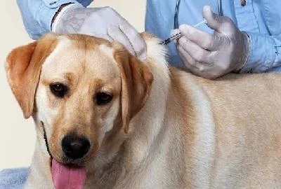 Стравот од вакцинација ги загрозува животните