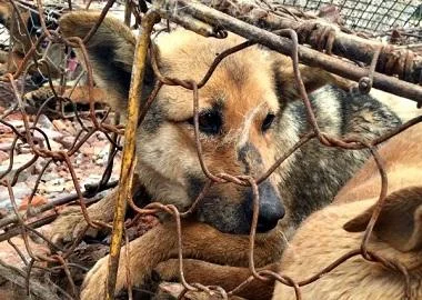 Активисти успеале да спасат повеќе од 600 кучиња пред колење