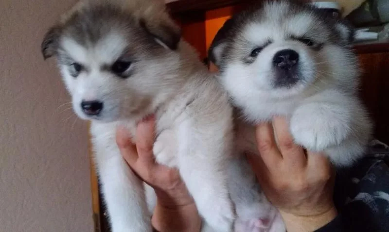 Aljaski malamut i akita inu stenci na prodaju