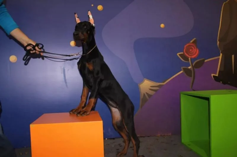 Doberman i rotvajler stenci na prodaju