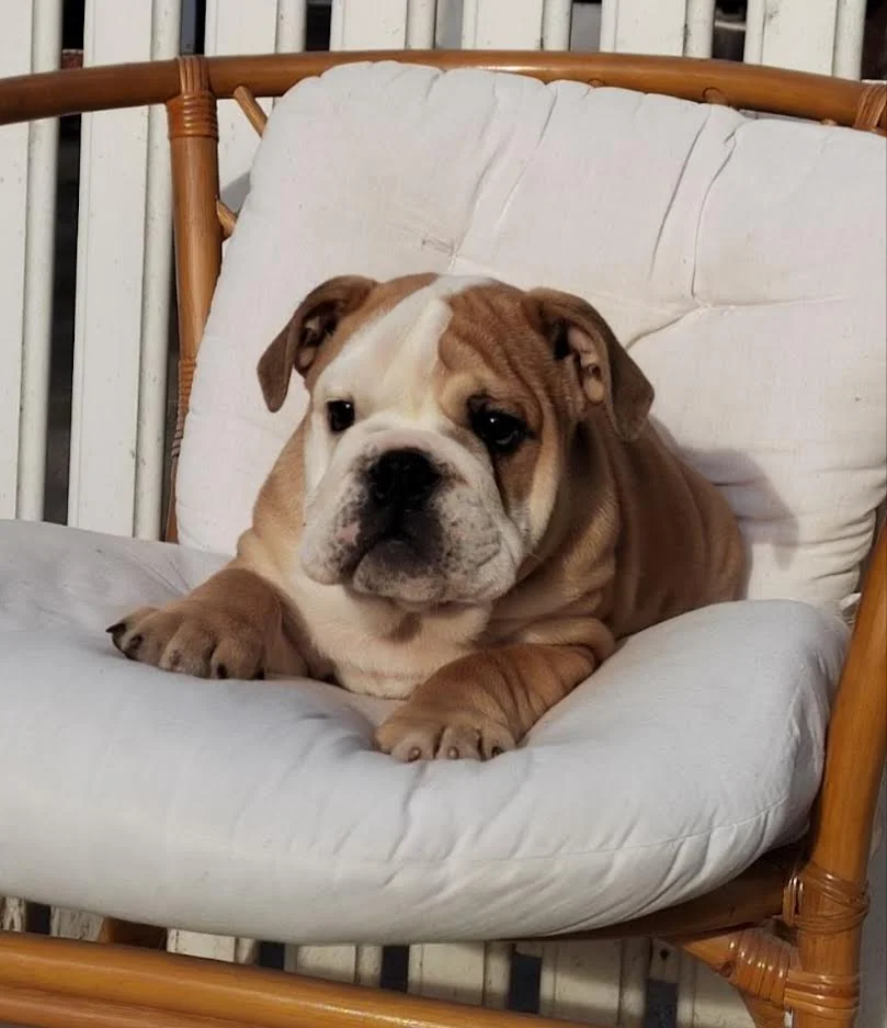 Engleski Bulldog