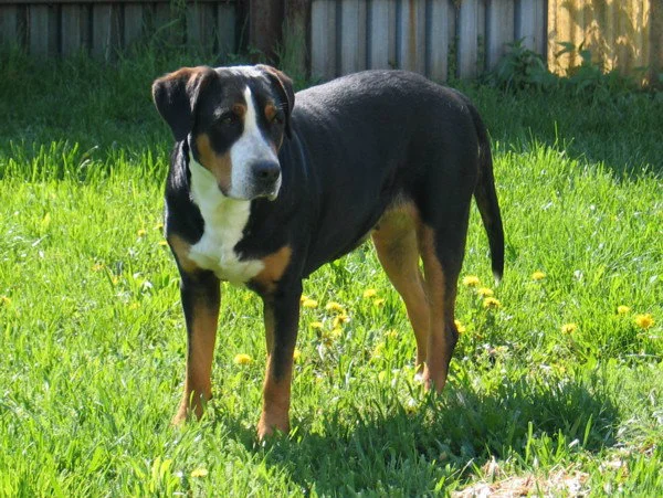 Фотографија или илустрација на расата Апенцелерско планинско куче